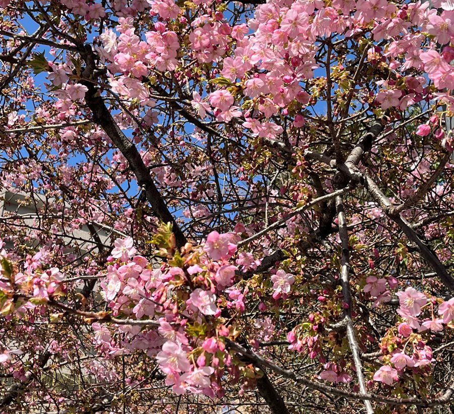 戻橋の早咲き桜